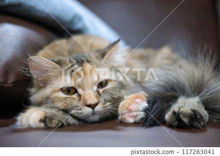 Close up of cute sleepy fluffy brown cat. Mixed breed cat between Maine Coon and Scottish Fold. 117263041
