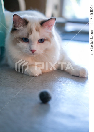 Cute Ragdoll cat playing with ball cat toy. 7 months old Cute Ragdoll cat playing with ball cat toy. 7 months old 117263042