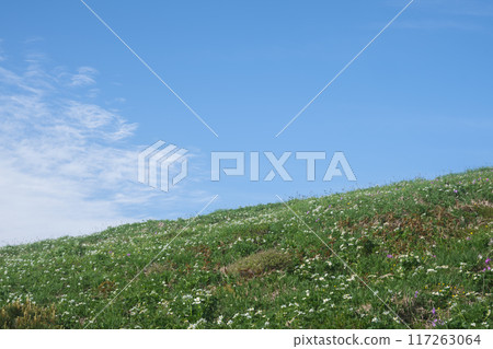 平柴山、千倉山的花田 平柴山、千倉山的花田 117263064