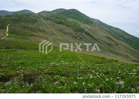 平柴山、千倉山的花田 平柴山、千倉山的花田 117263075