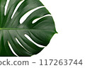龜背竹綠葉背景素材（左） 117263744