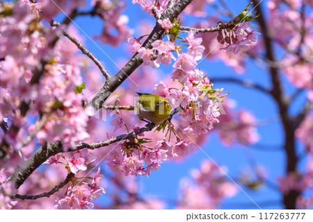 Breathe in cherry blossoms in full bloom 117263777