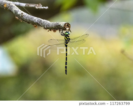 A dragonfly resting on a dead branch of a cherry tree A dragonfly resting on a dead branch of a cherry tree 117263799