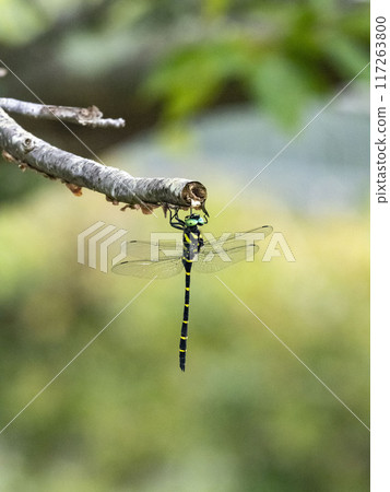 A dragonfly resting on a dead branch of a cherry tree A dragonfly resting on a dead branch of a cherry tree 117263800