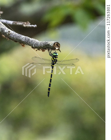 A dragonfly resting on a dead branch of a cherry tree A dragonfly resting on a dead branch of a cherry tree 117263801