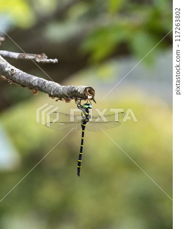 A dragonfly resting on a dead branch of a cherry tree A dragonfly resting on a dead branch of a cherry tree 117263802