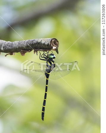A dragonfly resting on a dead branch of a cherry tree A dragonfly resting on a dead branch of a cherry tree 117263806
