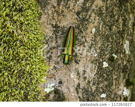A Japanese jewel beetle on a maple tree 117263827