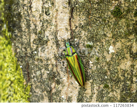 A Japanese jewel beetle on a maple tree 117263834