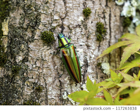 A Japanese jewel beetle on a maple tree 117263838