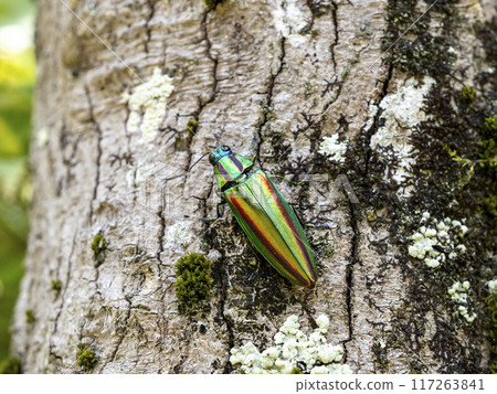 A Japanese jewel beetle on a maple tree 117263841