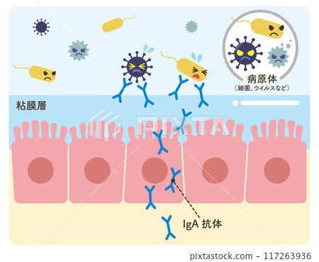 IgA antibody, epithelial cells, pathogens, illustration (antibody blue) 117263936