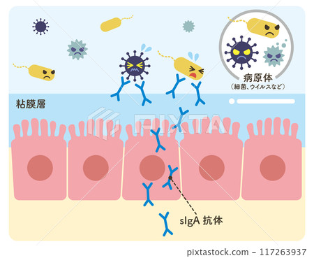 sIgA antibody, epithelial cells, pathogens, illustration (antibody blue) 117263937