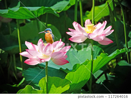 野鳥翠鳥杯中 117264016