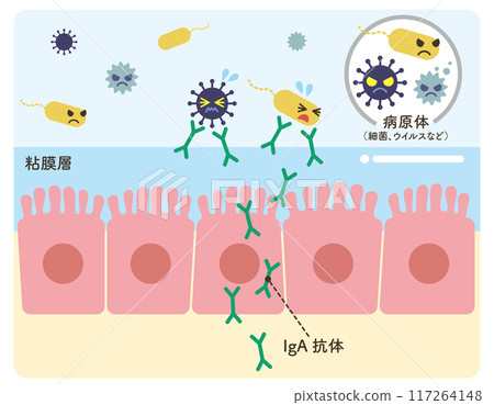 IgA抗體上皮細胞病原體圖解（抗體綠色） 117264148