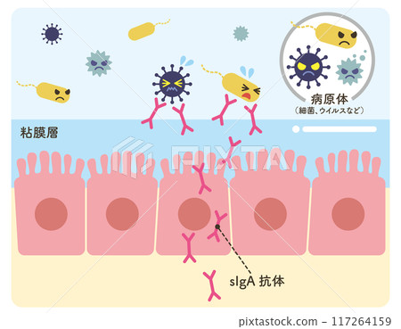 sIgA抗體上皮細胞病原體圖解（抗體粉紅） 117264159