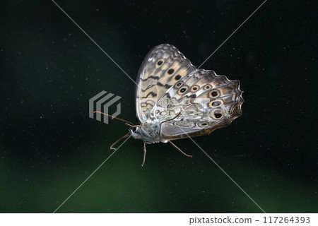 Satokimadarahikage (Satokimadarahikage) - A butterfly of the Nymphalidae family endemic to Japan. 117264393