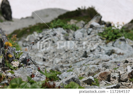 從立山連峰眺望 從立山連峰眺望 117264537