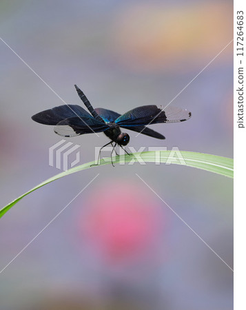 棲息在葉子的蝴蝶蜻蜓 117264683