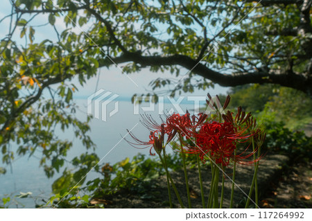 拍攝滋賀縣長濱市被稱為「隱藏村莊」的菅浦村 117264992