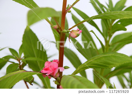 香脂花蕾和花朵 香脂花蕾和花朵 117265920