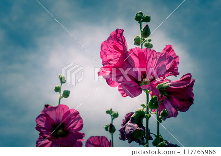 Vivid hollyhock flowers in early summer ~ rainy season ~ Vivid hollyhock flowers in early summer ~ rainy season ~ 117265966