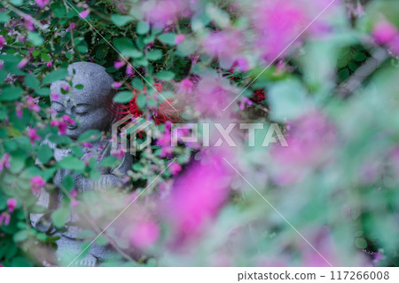 Photographing the neat autumn clover bushes blooming at Shonenji Temple in Fushimi Ward, Kyoto City 117266008