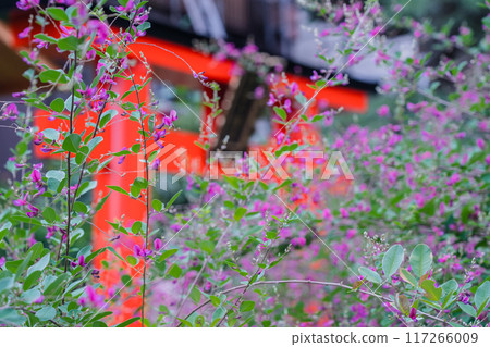 Photographing the neat autumn clover bushes blooming at Shonenji Temple in Fushimi Ward, Kyoto City 117266009