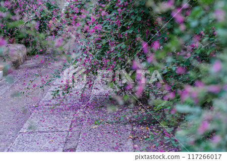 Photographing the neat autumn clover bushes blooming at Shonenji Temple in Fushimi Ward, Kyoto City 117266017
