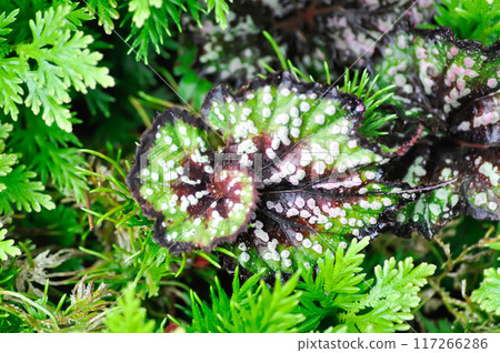 Begonia casey corwin, Begonia Tornado or Begonia Fireworks orRex Begonia or Begonia and fern 117266286