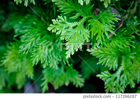 Selaginella wallichii Hook and Grev spring or SELAGINELLACEAE, Spike Moss or fern 117266287