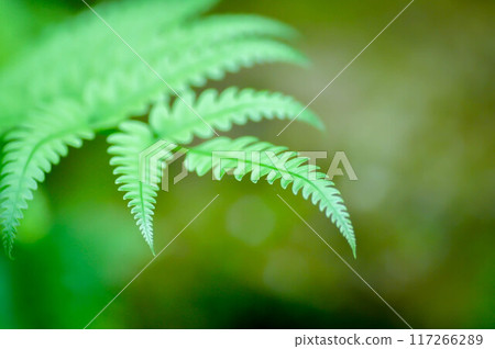 Cyathea caracasana, Cyathea brownii Little Aussie Larrikin Norfolk or Tree Fern or Smooth Tree Fern or fern tree or fern ,Golden Moss or Nephrolepis cordifolia or Chain Fern Cyathea caracasana, Cyathea brownii Little Aussie Larrikin Norfolk or Tree Fern or Smooth Tree Fern or fern tree or fern ,Golden Moss or Nephrolepis cordifolia or Chain Fern 117266289