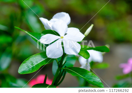 Catharanthus roseus G Don ,APOCYNACEAE or Madagascar periwinkle or Vinca or Old maid flower Catharanthus roseus G Don ,APOCYNACEAE or Madagascar periwinkle or Vinca or Old maid flower 117266292