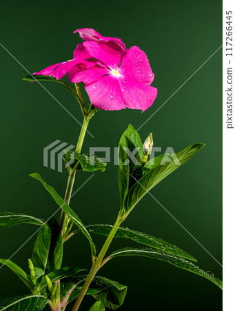 Blooming pink Catharanthus on a green background 117266445