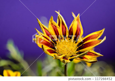 Blooming yellow Gazania on a purple background 117266452