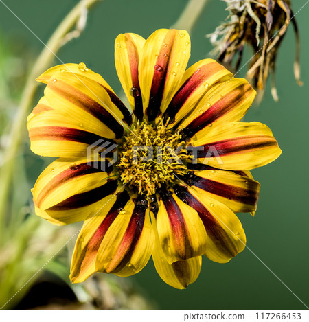 Blooming yellow Gazania on a green background 117266453