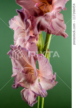 Blooming gladiolus chocolate on a green background 117266454