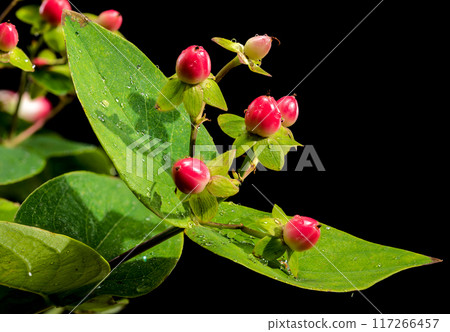 Blooming Hypericum Go Red on a black background 117266457
