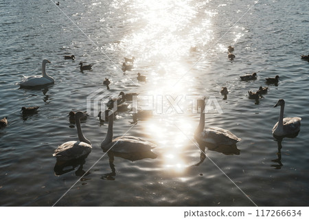 天鵝漂浮在湖面上 117266634