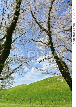 Cherry blossoms at Teppoyama Tomb in Sakitama Tomb Park 117267143