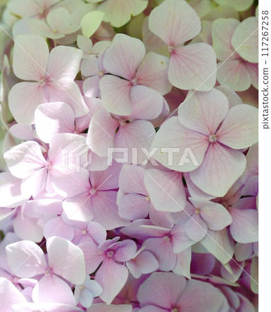 Vividly blooming pink hydrangea Vividly blooming pink hydrangea 117267258