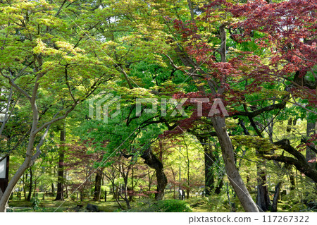 Garden of Eikando Zenrinji Temple 117267322