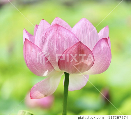 閃爍著綠光的蓮花 117267374