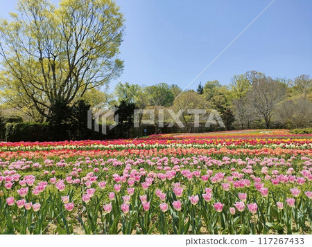 Pink tulip field 117267433