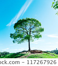站立在小山的樹 117267926
