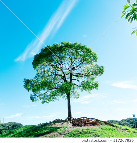 站立在小山的樹 站立在小山的樹 117267926