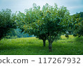 一棵沐浴在夏日陽光下的樹 117267932