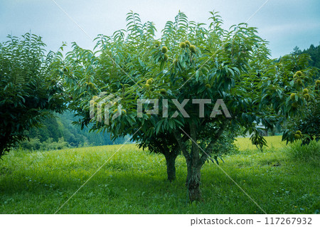 一棵沐浴在夏日陽光下的樹 117267932