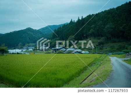 與梯田的風景 117267933