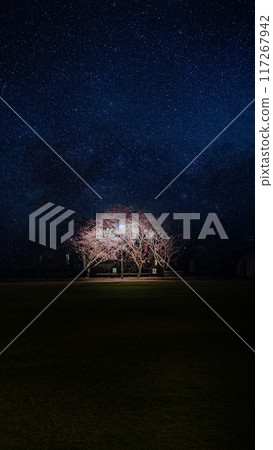 Cherry blossoms at night Cherry blossoms at night 117267942